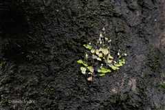 Utricularia striatula